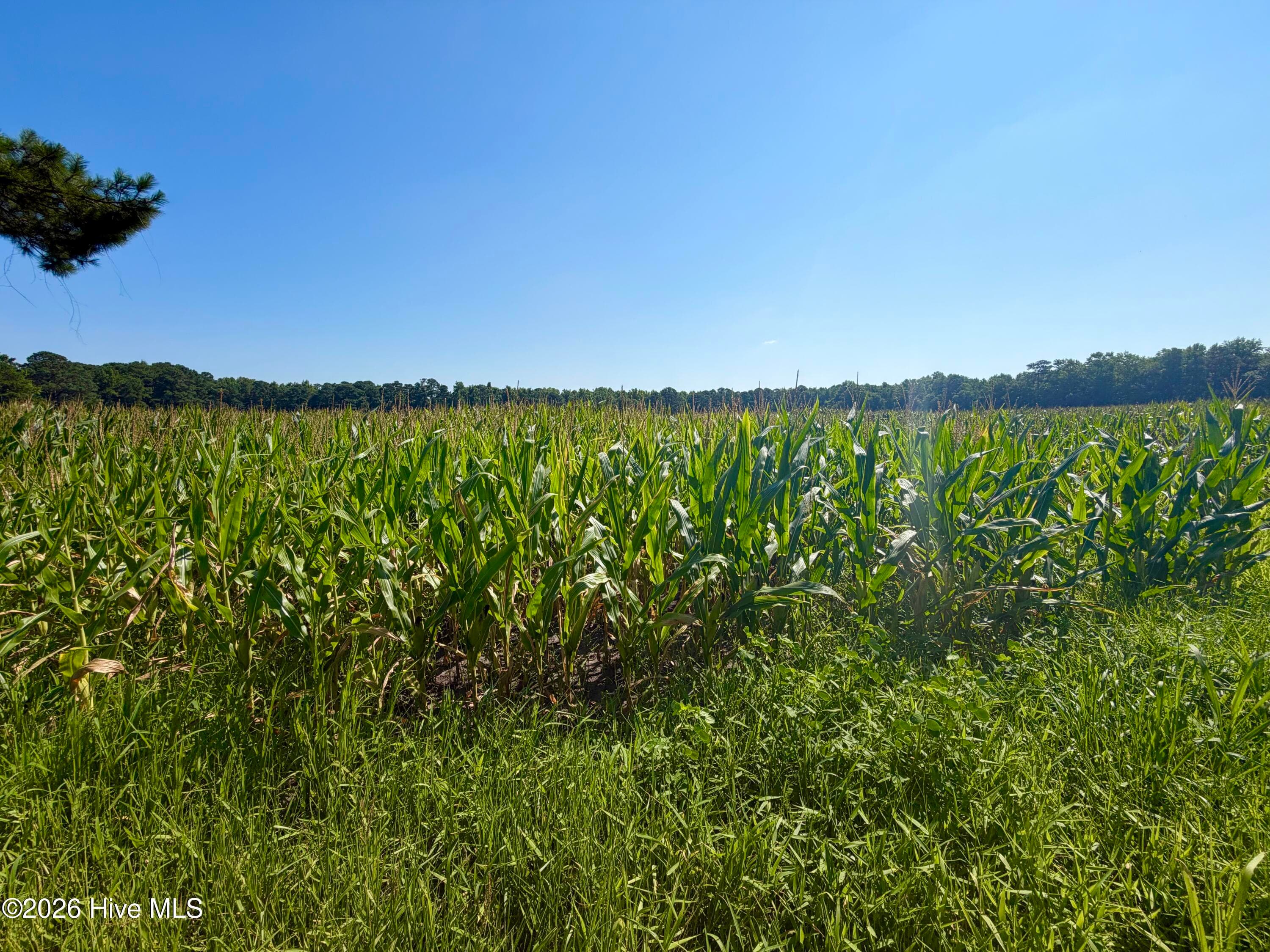 Front of 00 Cedar Fork Road, Beulaville, NC 28518