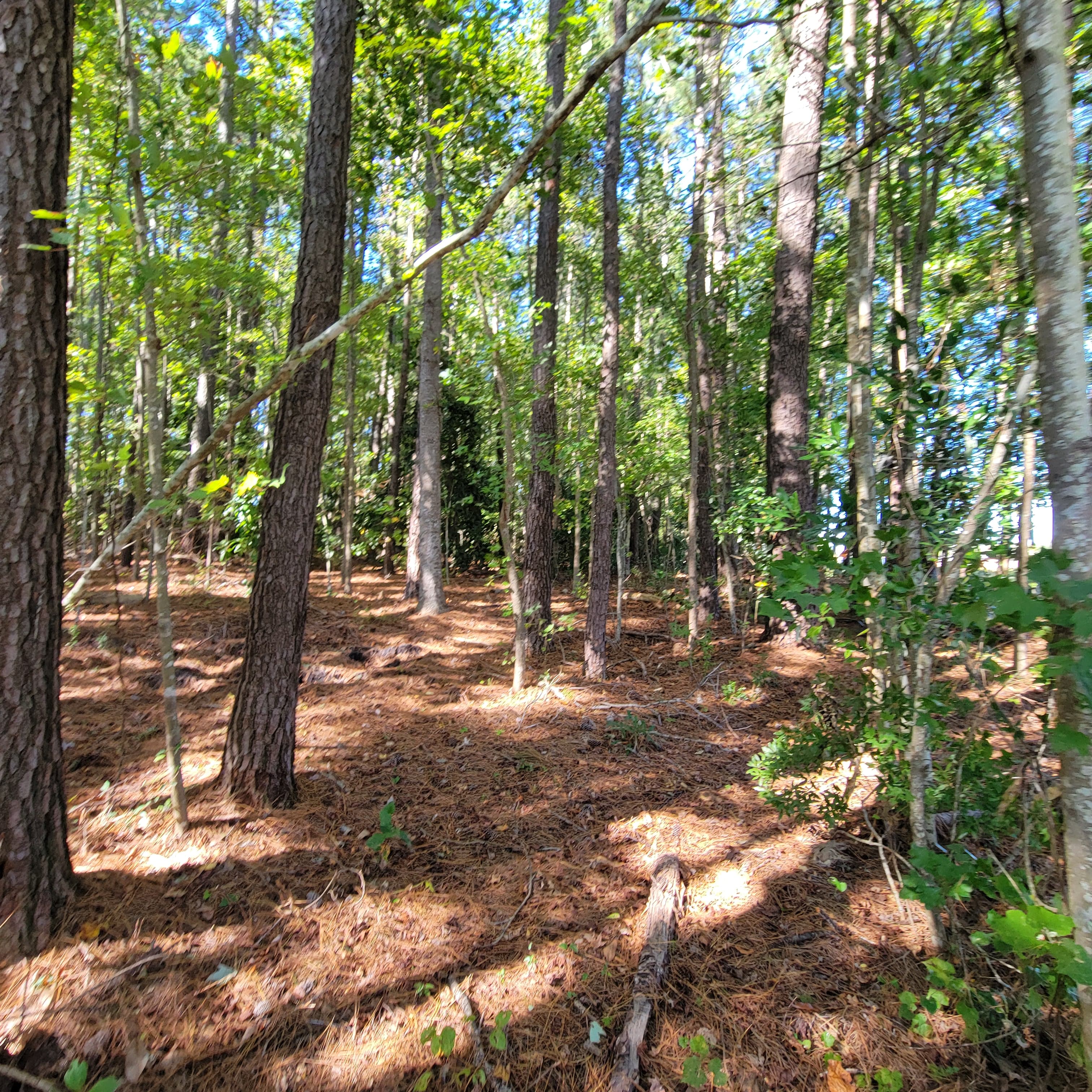 Wildlife Habitat Management for Coastal North Carolina Land Owners