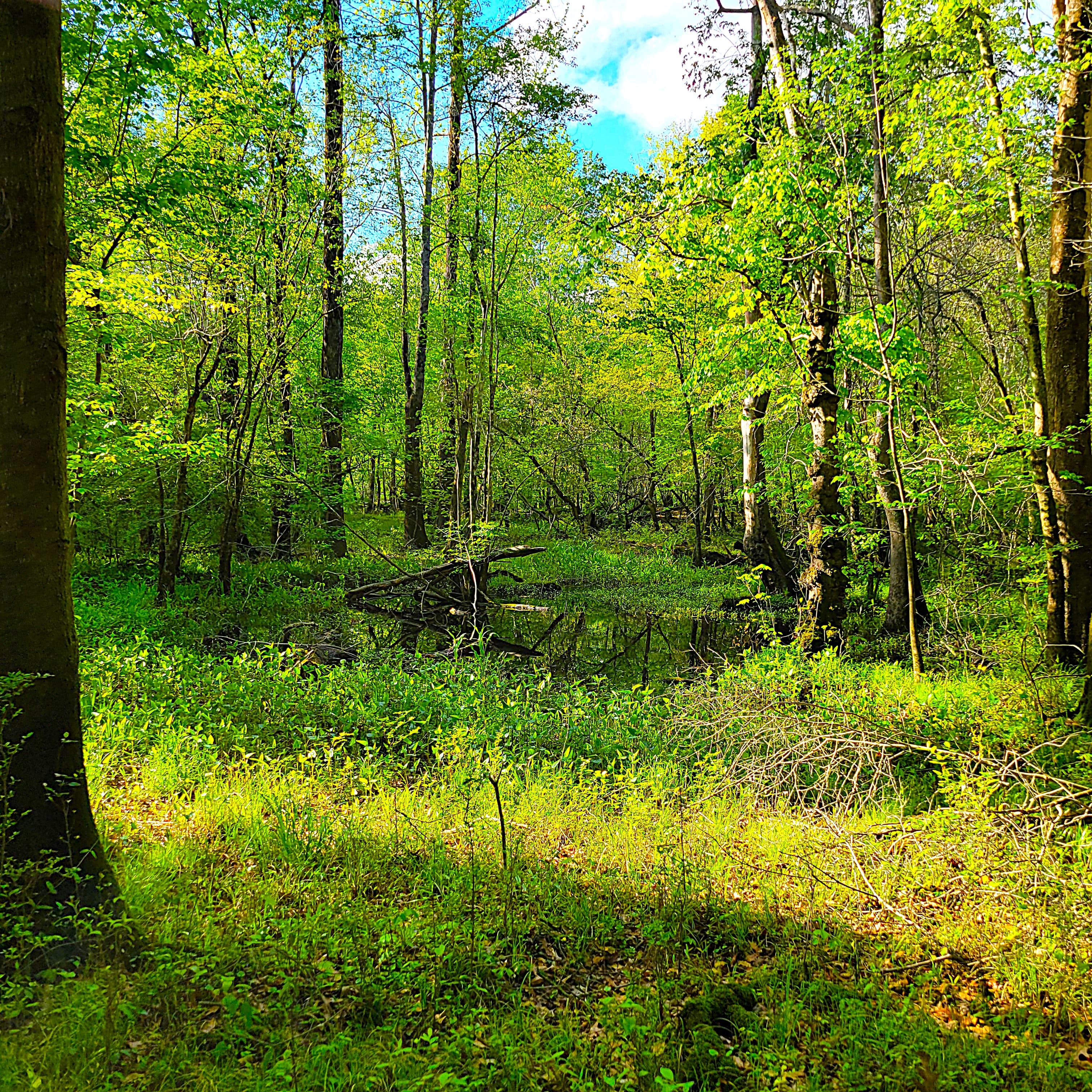 Buying Land in Eastern NC: Septic, Wetlands, Access, and the Things to Check Before You Fall in Love