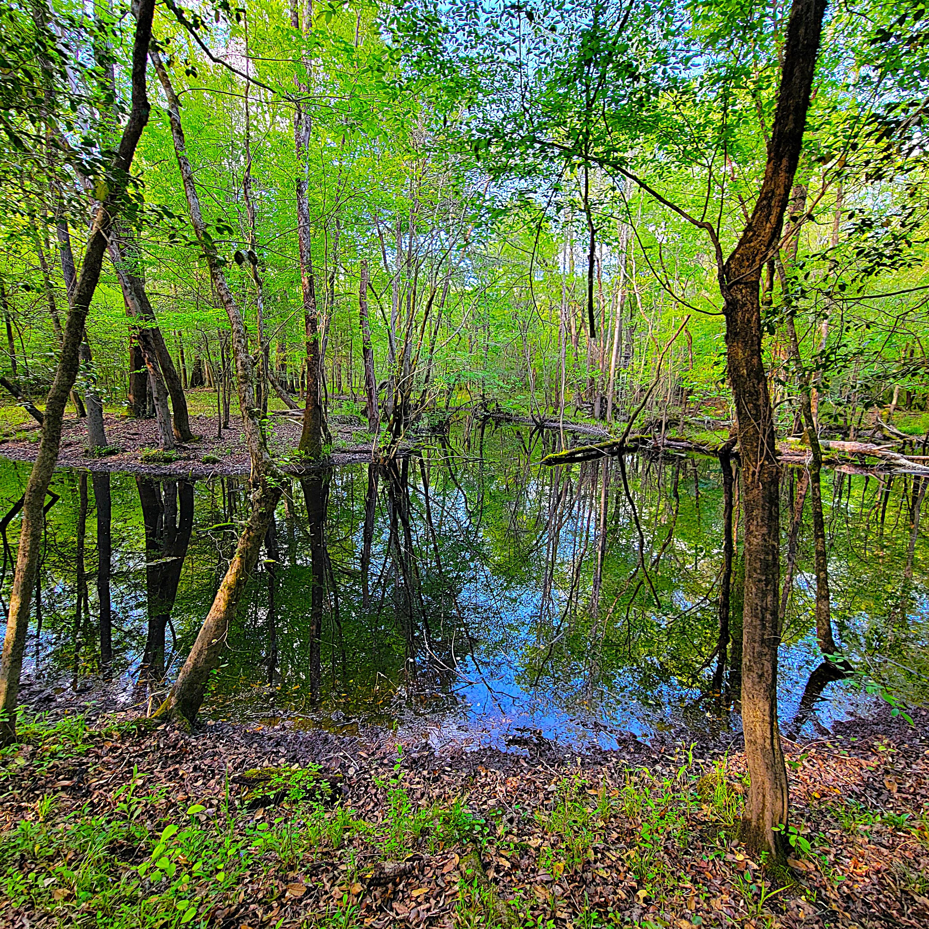 Looking for Acreage in Onslow County? What Rural Buyers Need to Know Before They Make an Offer