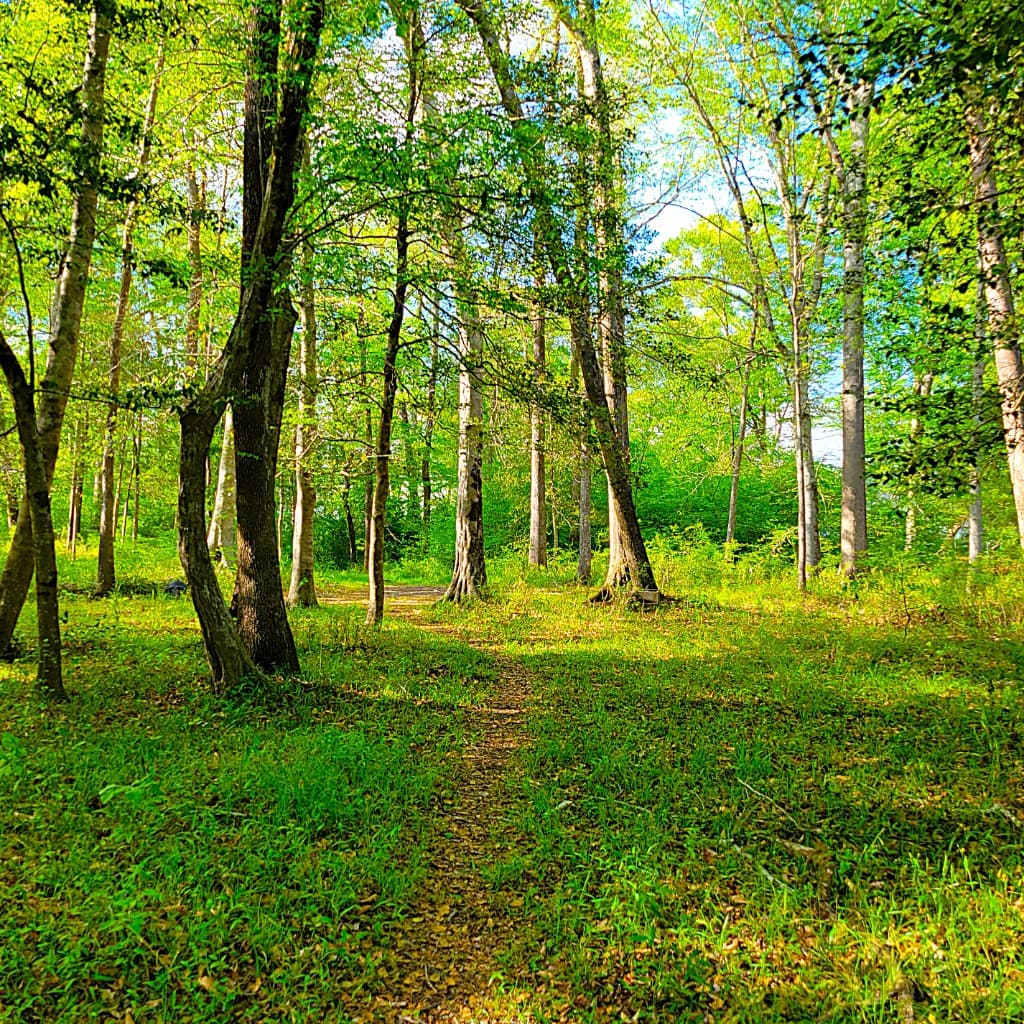 Wooded stream in coastal North Carolina—natural water features relevant to land due diligence