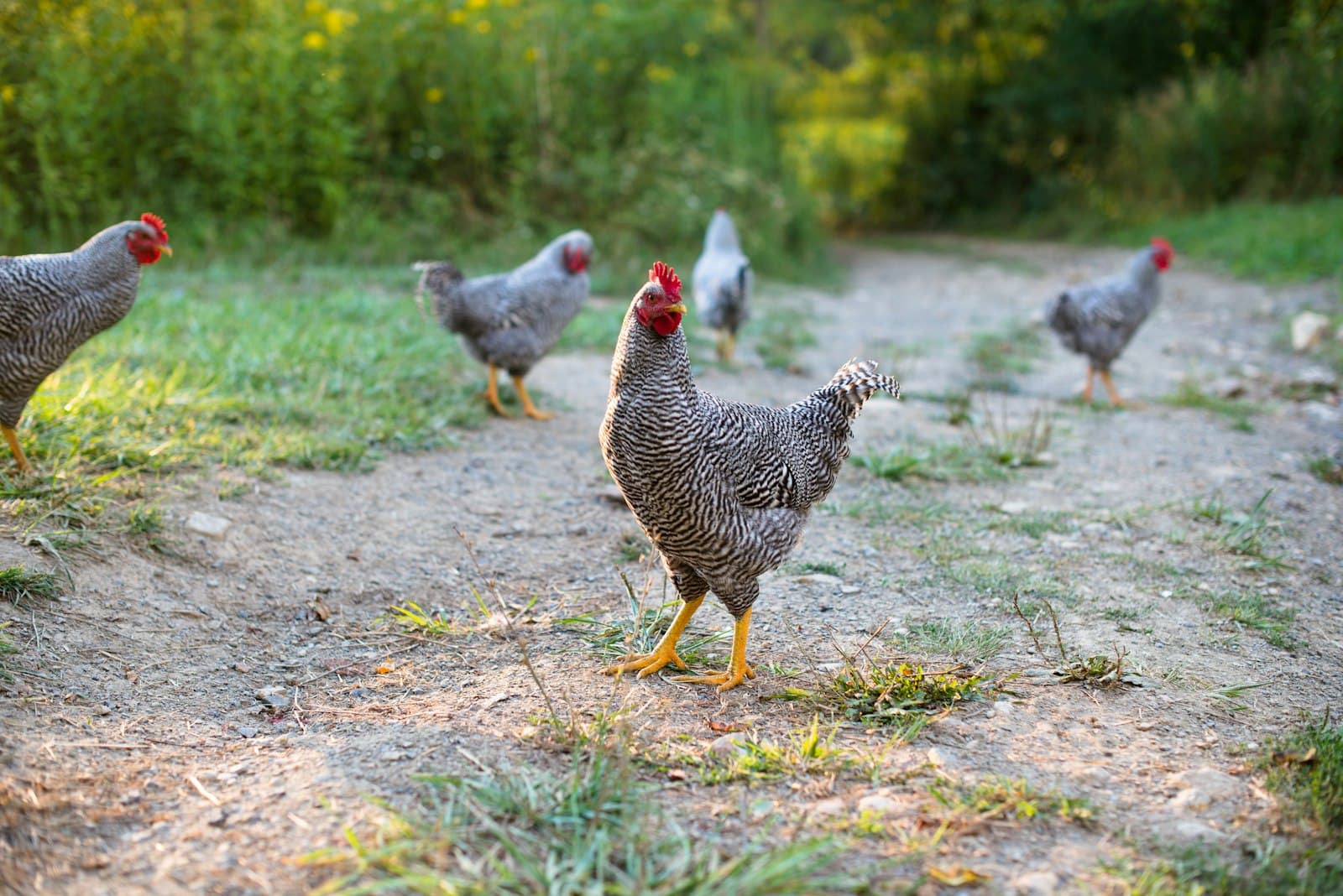 How Much Land Do You Need to Start Homesteading?